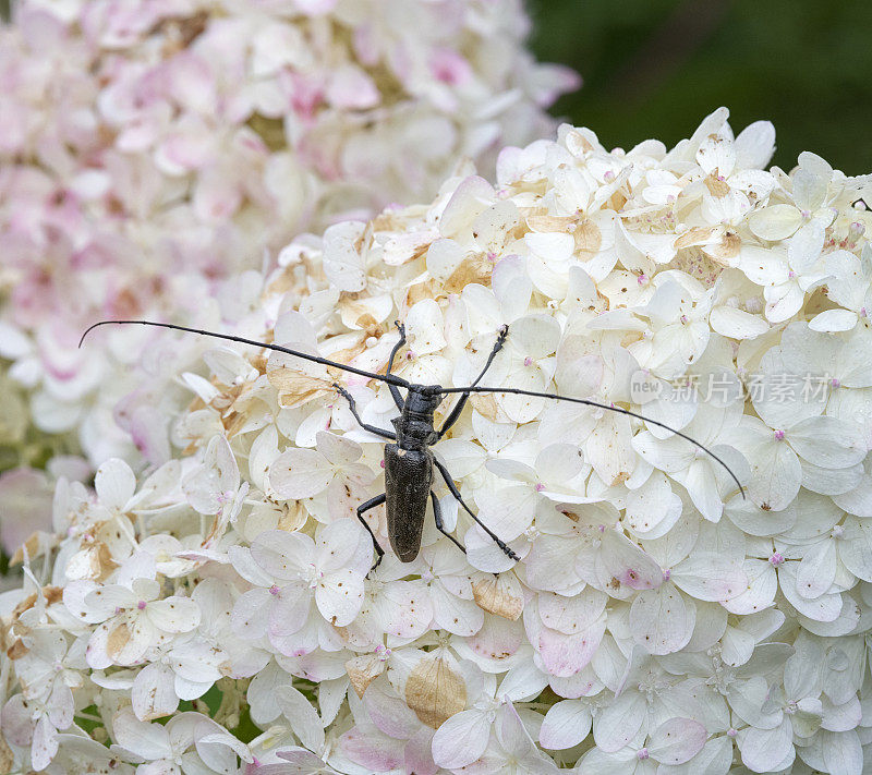 自然界中的麝香甲虫(Aromia Moschata